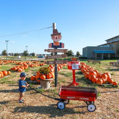 Pumpkins on the Prairie