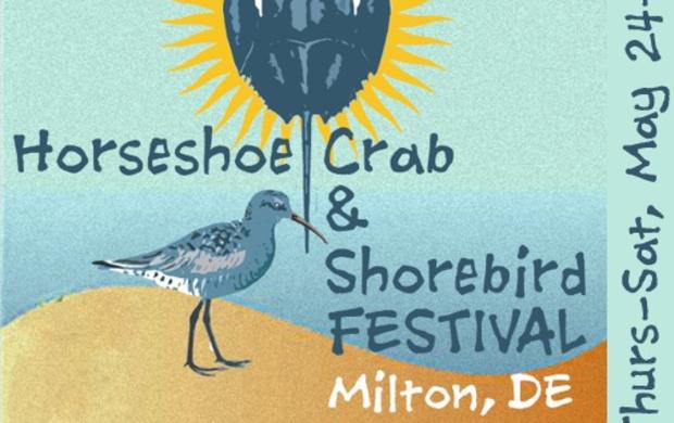 Horseshoe Crab Shorebird Festival