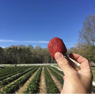 Person Holding Up A Strawberry At Flip Flop Farmer In Virginia Beach
