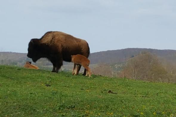 Mud Creek Bison Ranch 3