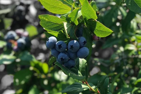 Hillview Blueberry Farm