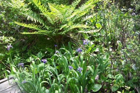 Huckleberry Bog Nature Trail