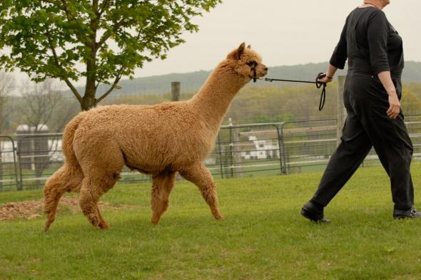 K-ran Alpacas 1
