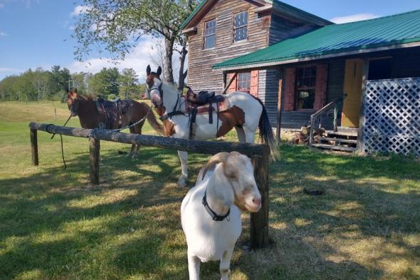 Mountain Rose Farm