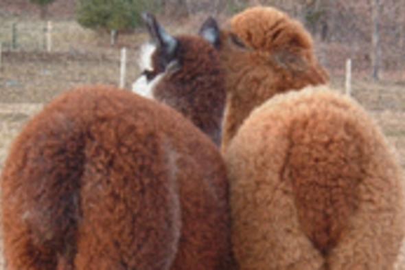 Close Knit Alpacas