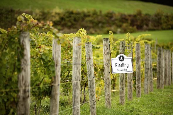 Heron Hill Riesling block