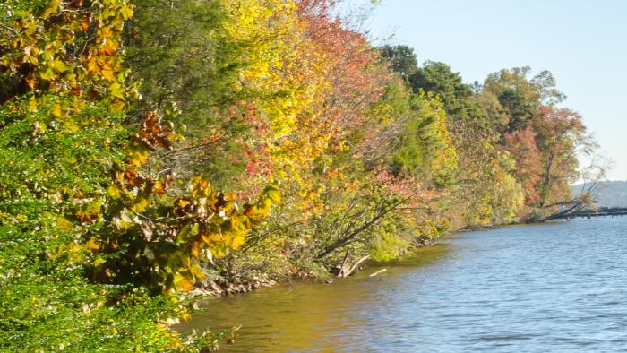 Fall foliage on the banks of Concord Park in Knoxville