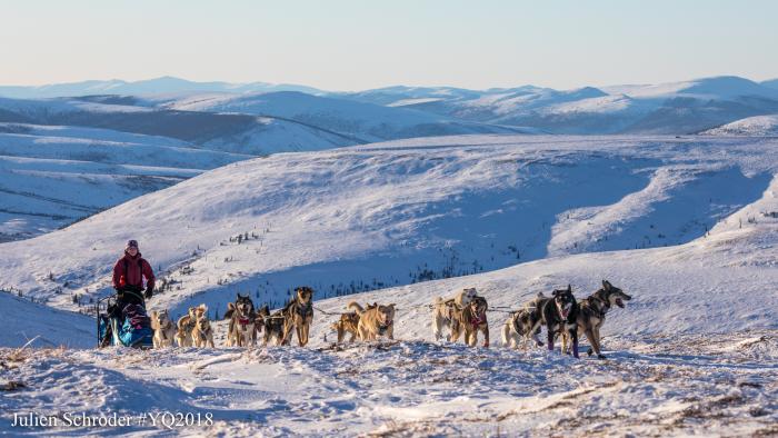 Yukon Quest Musher Dog Sled