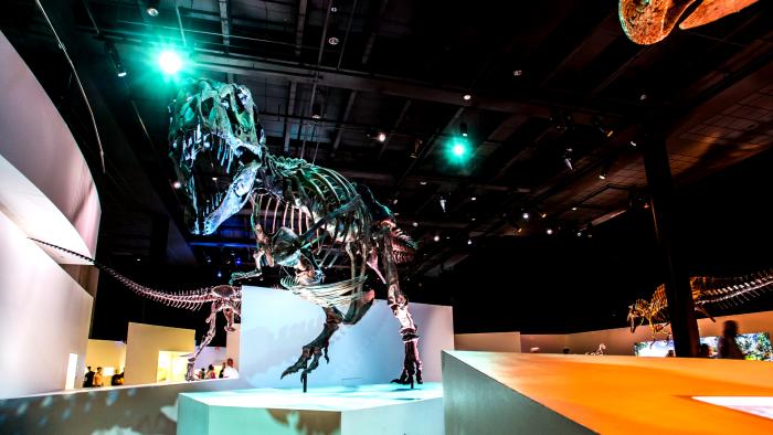 Houston Museum of Natural Science Tyrannosaurus Rex Exhibit