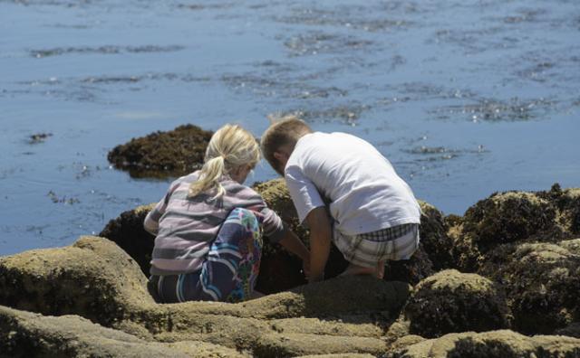 children in a tide pool
