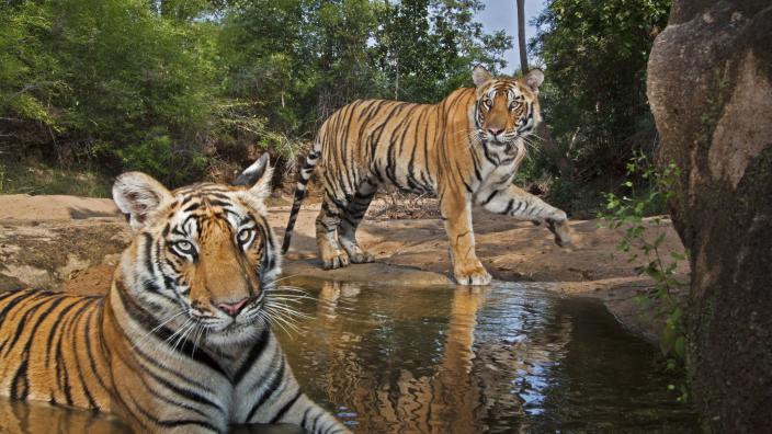 National Geographic Live — On the Trail of Big Cats