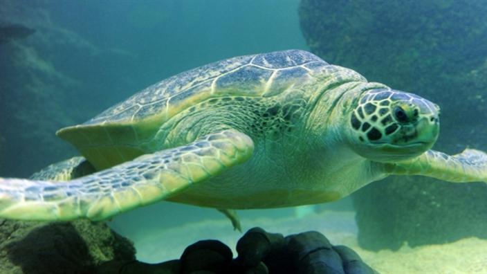 Summer Savings at SEA LIFE Manchester at Barton Square