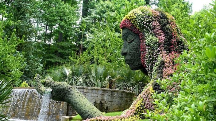 botanicalさま Caulavola Colmanii (4