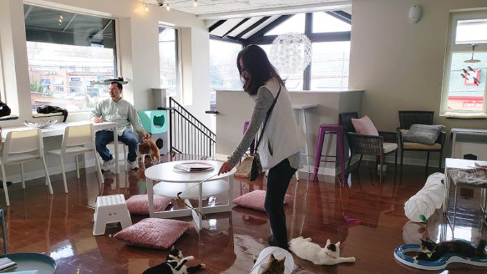 Cat Tales Cat Cafe