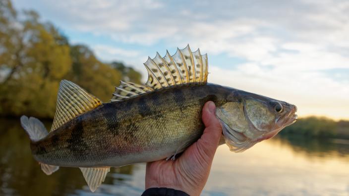 fish lures gladstone Swedish Pimple #4 (1/4 oz) Pearl Prism Red lite and light action rods Bay de Noc Lure Company