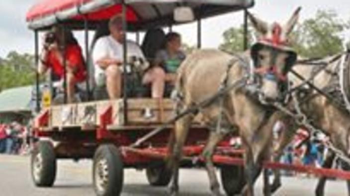 Mule Day Winfield Al 2022