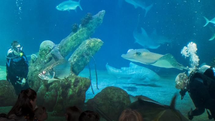 aquarium abq biopark