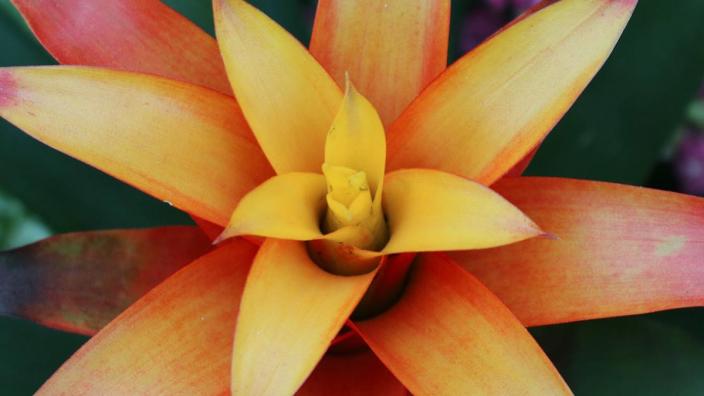 Botanic Garden Abq Biopark