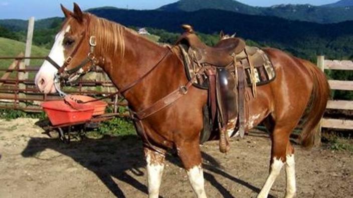 Banner Elk Stables