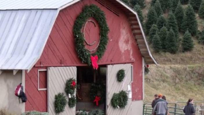 Circle C Tree Farms