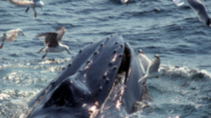 Captain John Whale Watching & Fishing Tours