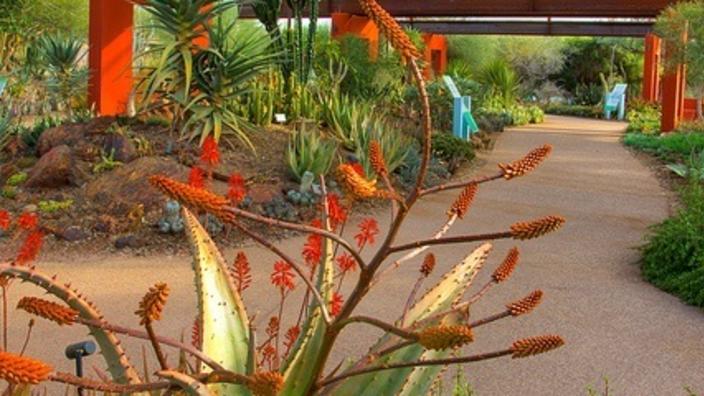 Desert Botanical Garden | Phoenix, AZ 85008