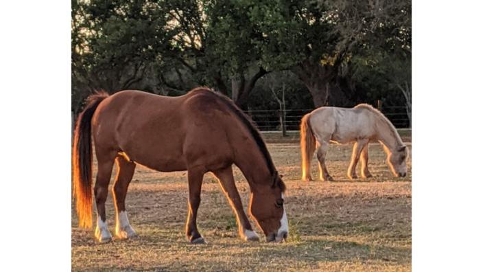 South West Florida Horse Rescue, Inc.