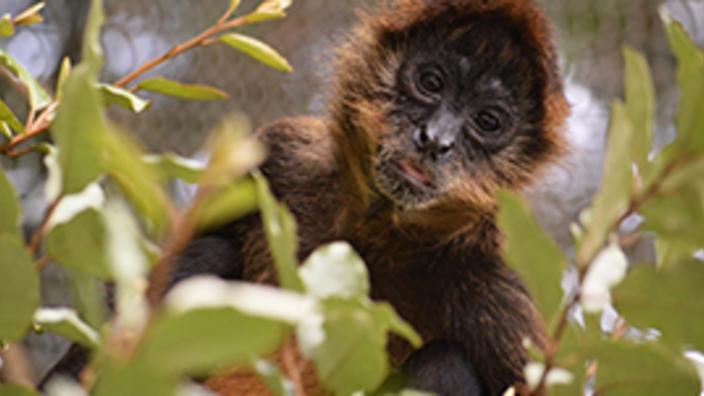 Chattanooga Zoo, 50% off adult admission.