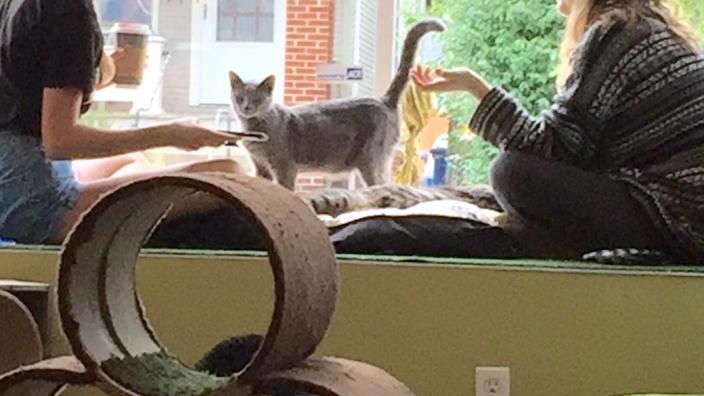 Eat Purr Love Cat Cafe Columbus Oh 43202