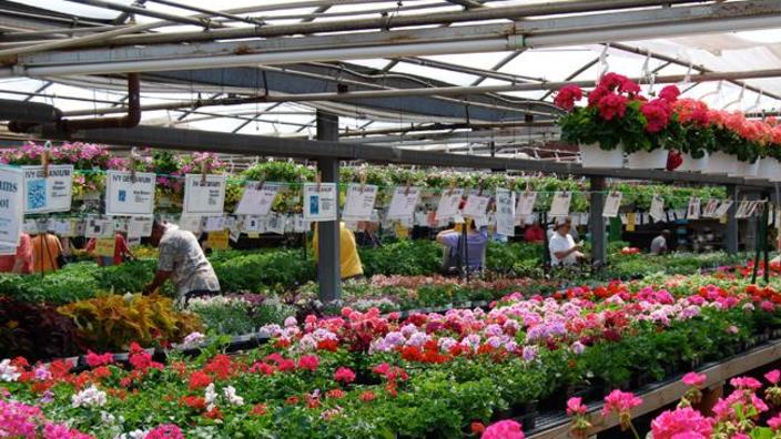 Ashcombe Farm Greenhouses Mechanicsburg Pa 17055