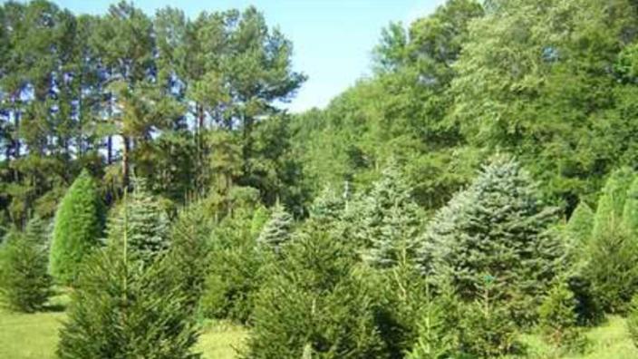 Spence S Tree Farm