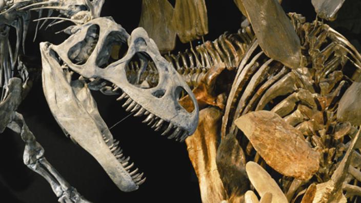 Denver Museum Of Nature Science Dmns Denver Co 80205