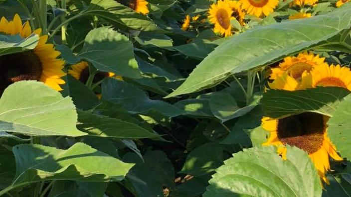 The Sunflower Experience