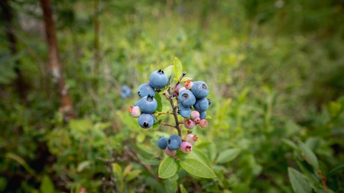 2022 Blueberry Festival; Ely, Mn