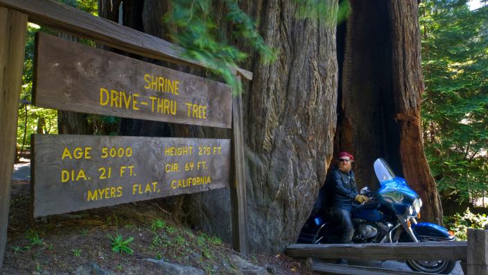 Drive Through A Redwood, Chandelier Tree In The Drive Thru Parka