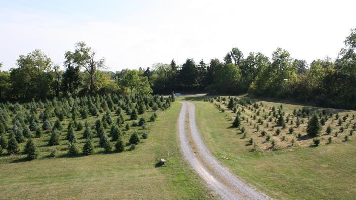 Buttonwood Tree Farm