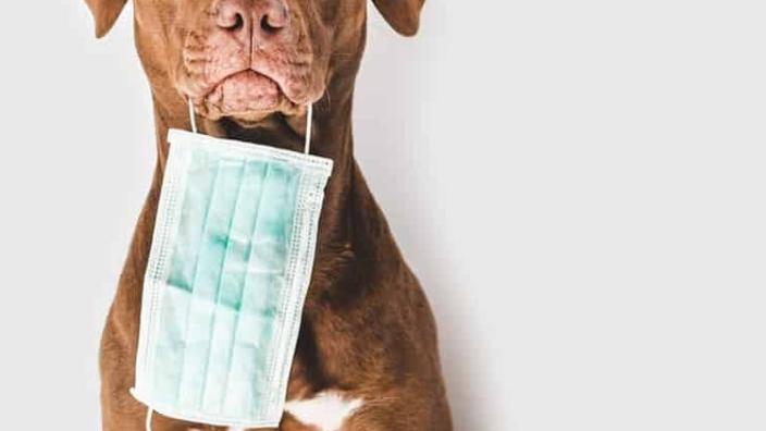 Southern Wind Animal Hospital Palm Coast Fl 32164