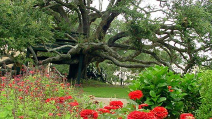 Friendship Oak Tree The Long Beach Ms 39560