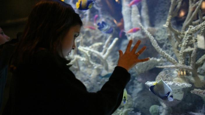 Directions To Downtown Aquarium Downtown Aquarium | Things To Do In Houston, Tx