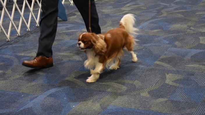 Lagniappe Classic Dog Show Canceled