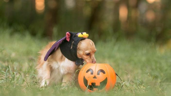 three dog bakery bluhawk