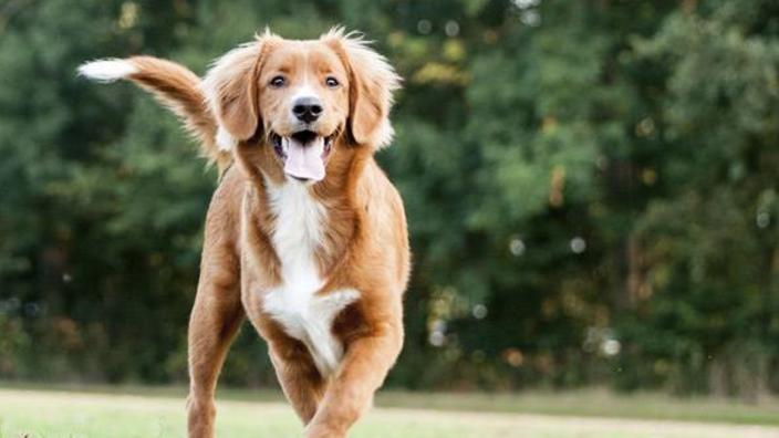 farmers feed and pet supply