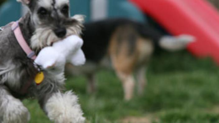 Petsafe Village Dog Park Find gifs with the latest and newest hashtags! petsafe village dog park