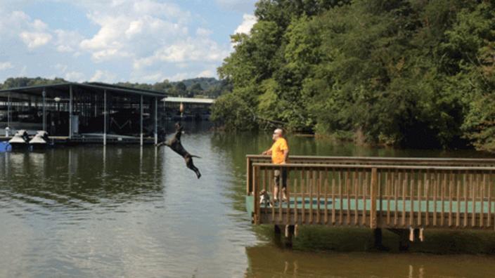 revolution for small dogs