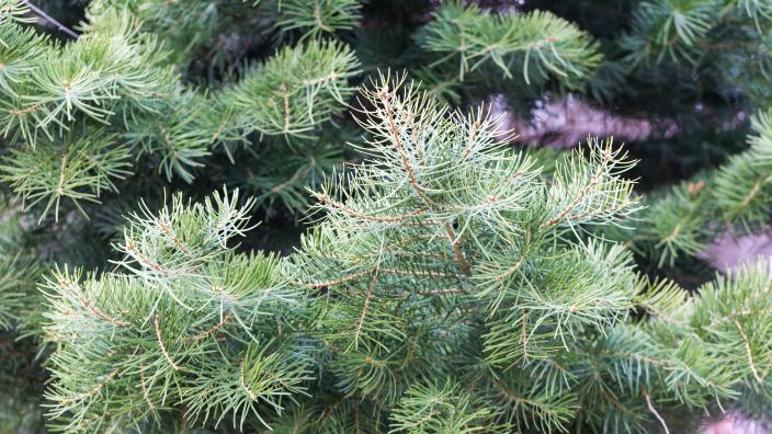 Choose N Cut Christmas Trees