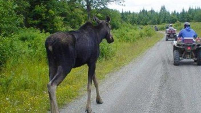 Jackman Moose River Region Chamber Of Commerce Jackman Me 04945