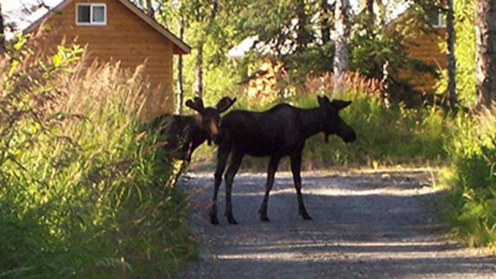 Alaska Creekside Cabins