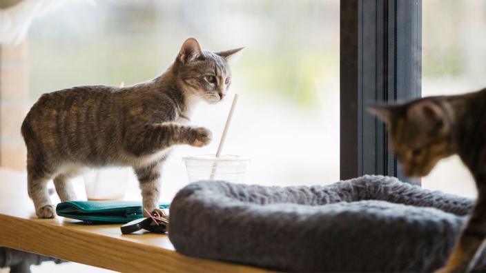 Felius Cat Cafe Omaha Ne