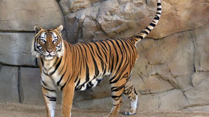 Exotic Feline Breeding Compound S Feline Conservation Center