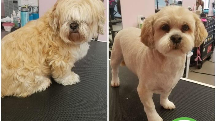 Hungry Hound Boutique & Grooming